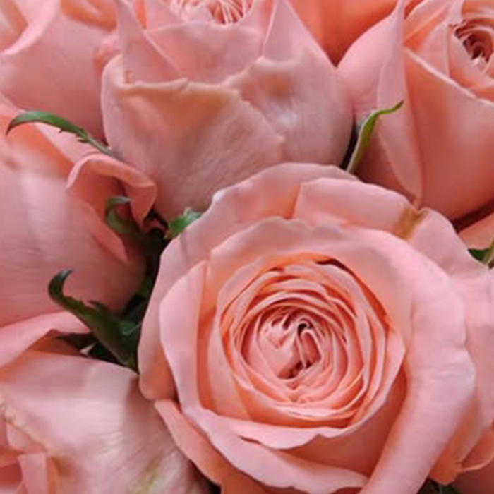 予約販売 バラ苗 バラ新苗 鮭 契約品種 薔薇 ばら 国産苗 岡松ローズ