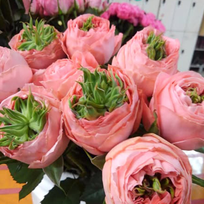 予約販売 バラ苗 バラ新苗 鮭 契約品種 薔薇 ばら 国産苗 岡松ローズ