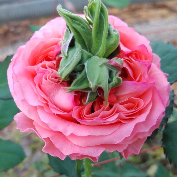 バラ苗 バラ大苗 鮭 契約品種 薔薇 ばら 送料無料 国産苗 岡松ローズ