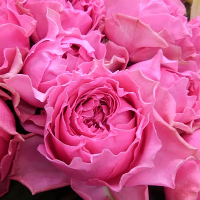 予約販売 バラ苗 バラ新苗 さざ波 契約品種 薔薇 ばら 国産苗 岡松