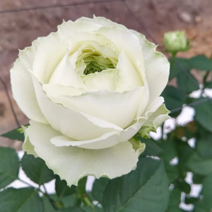 まもなく締め切り】予約販売 バラ苗 バラ新苗 白くま 契約品種