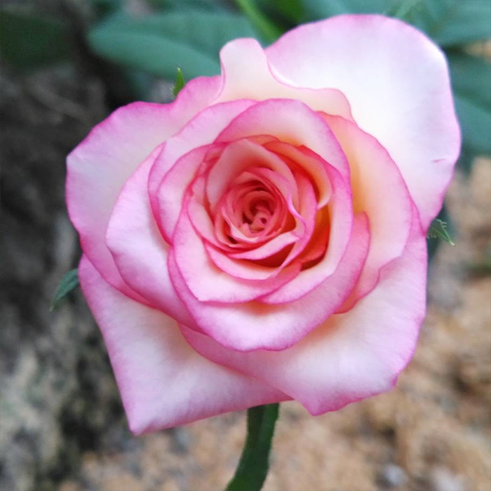 公式写真バラ売り 2025新品種 ROSE NOUVEAU｜【京成バラ園】バラの通販