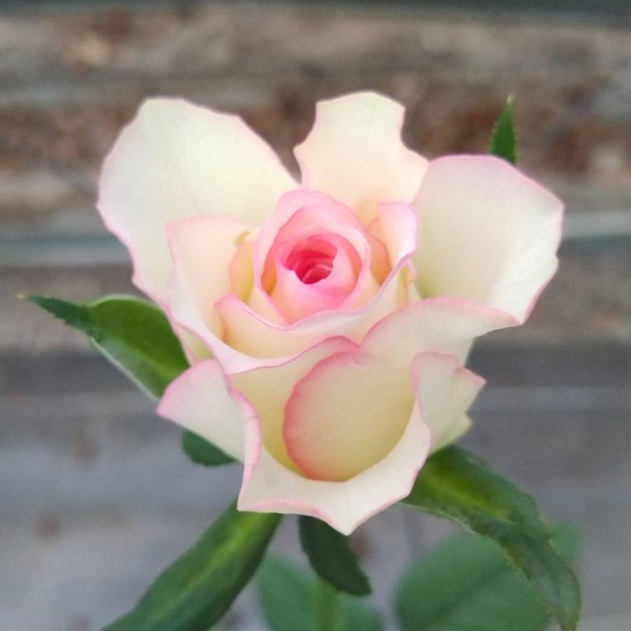 公式写真バラ売り 2025新品種 ROSE NOUVEAU｜【京成バラ園】バラの通販