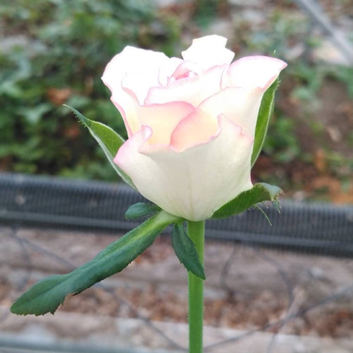 公式写真バラ売り 2025新品種 ROSE NOUVEAU｜【京成バラ園】バラの通販