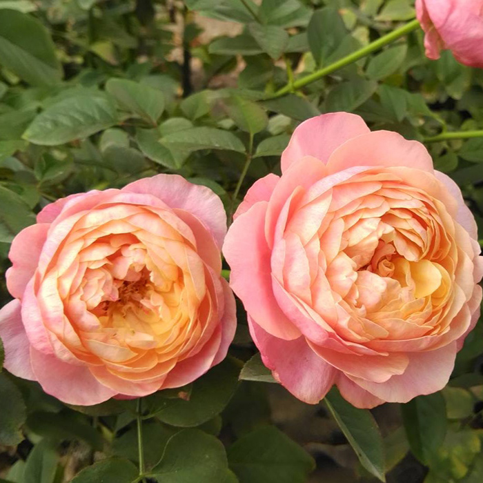 バラ苗 バラ大苗 富太郎 契約品種 薔薇 ばら 送料無料 国産苗 岡松