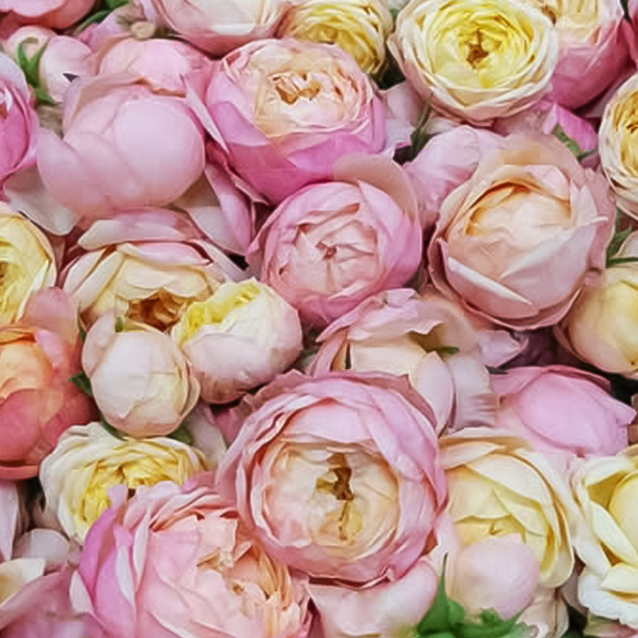 予約販売 バラ苗 バラ新苗 富太郎 契約品種 薔薇 ばら 国産苗 岡松