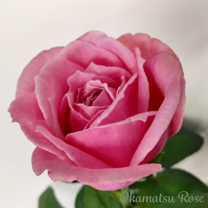 予約販売 バラ苗 バラ大苗 ピンクサボン 契約品種 薔薇 ばら 送料無料