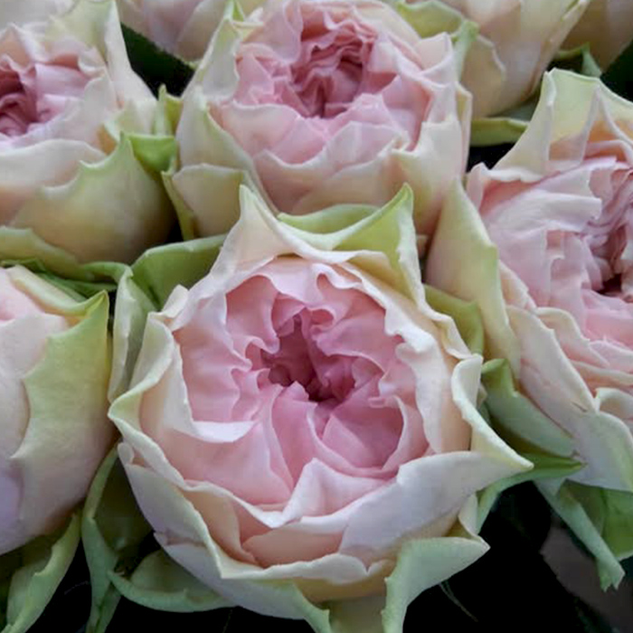Amazon.co.jp: ミニ薔薇・みさき トレリス仕立て 6号鉢【品種で