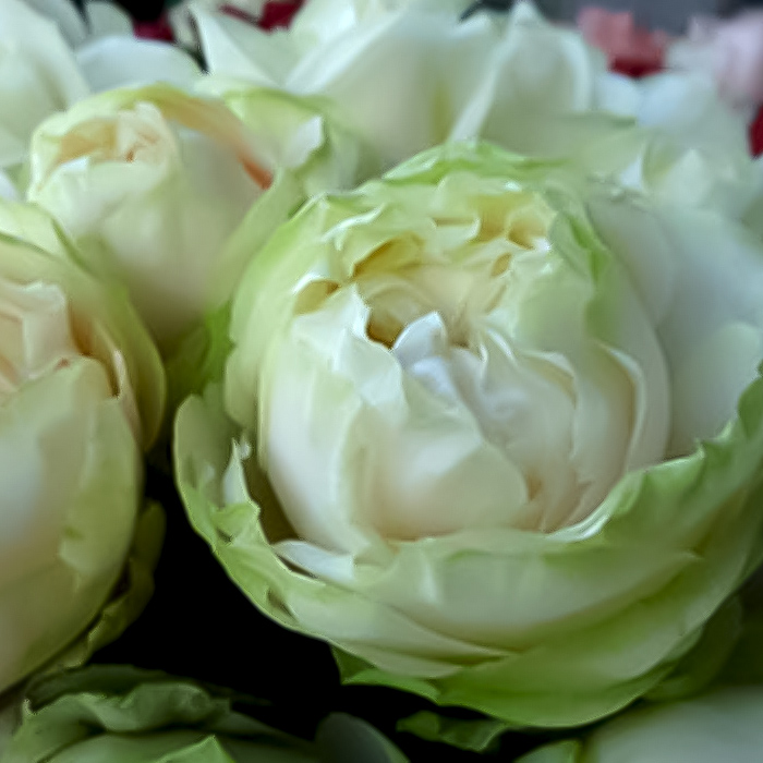 ガーキー　420g×2 バラ売り不可 ガーキー 420g×2 バラ売り不可 ガーキー 420g×2 バラ売り不可 - メルカリ