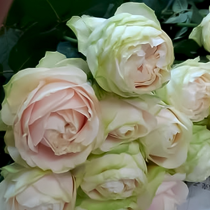 予約販売 バラ苗 バラ新苗 もこもこ 契約品種 薔薇 ばら 国産苗 岡松