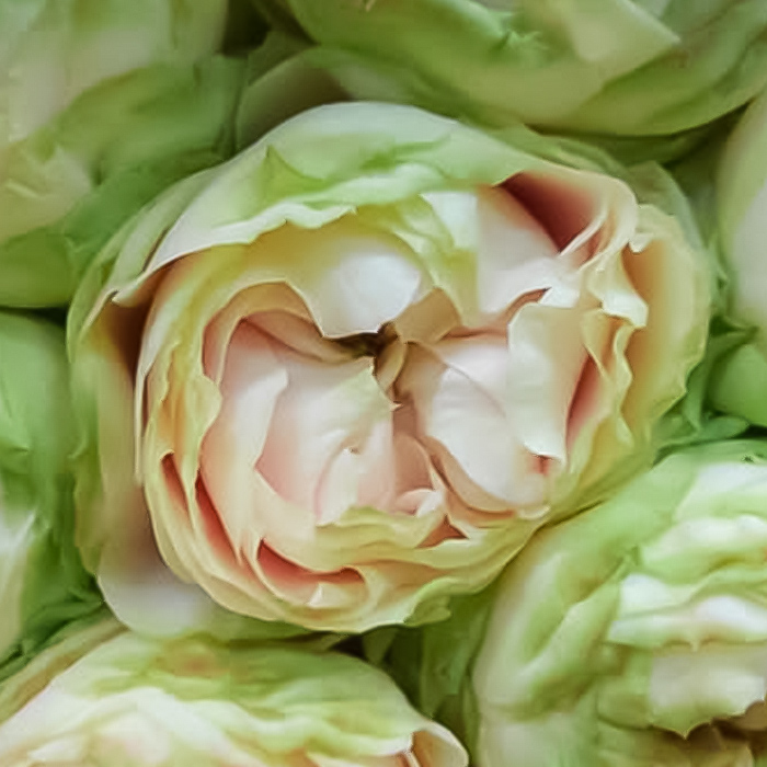 予約販売 バラ苗 バラ新苗 由香 契約品種 薔薇 ばら 国産苗 岡松ローズ