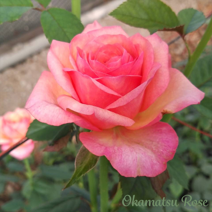 予約販売 バラ苗 バラ新苗 りんご飴 契約品種 薔薇 ばら 国産苗 岡松