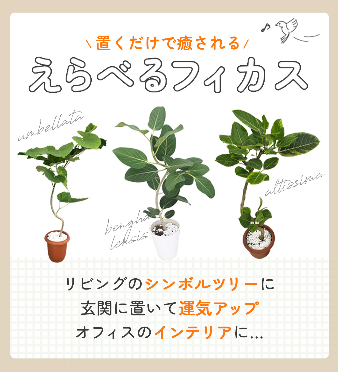キャンプギア断捨離中 ウンベラータ　　リーフツリー　ウンベラータ8号 楽天市場】ウンベラータ ギフトの通販