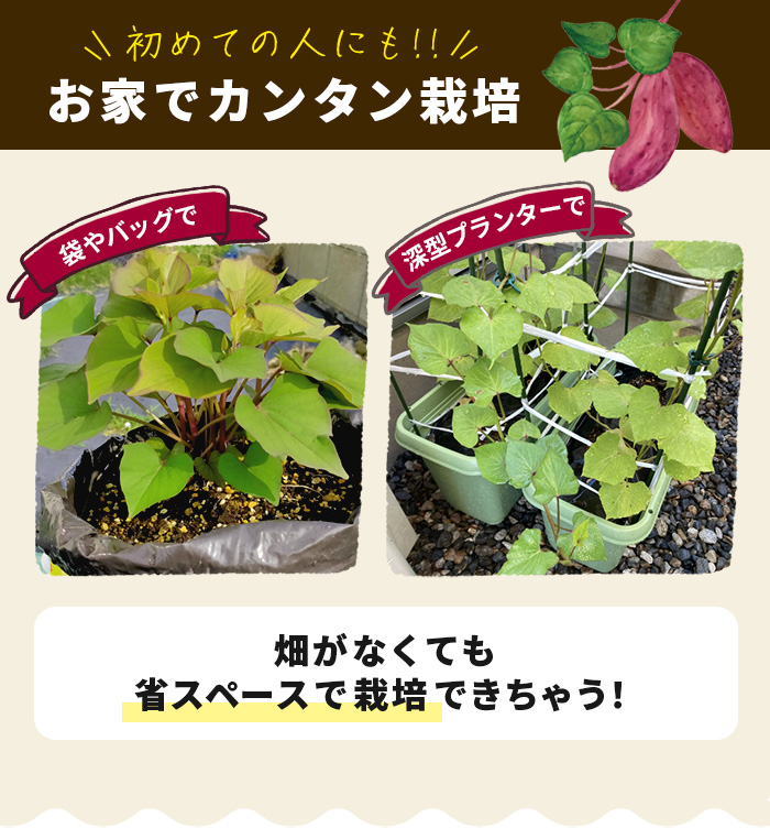【M1235i】さつまいもの苗 送料込 花と緑 国華園 - さつまいも苗｜Yahoo!ショッピング