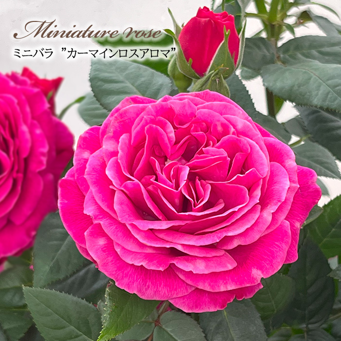 日本花キ流通 予約販売 ミニバラ カーマインロスアロマ 3号ポット