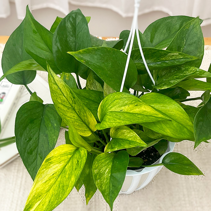 観葉植物 ポトス テルノ No.014 アマゾン 5号鉢 吊り鉢 吊り下げ