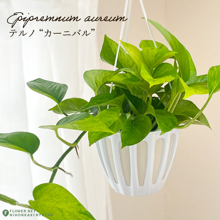 【現品・鉢まま出荷】もりもり　希少　ポトス　テルノマドンナ　５号吊り鉢 現品・鉢まま出荷】もりもり 希少 ポトス テルノマドンナ 5号吊り鉢