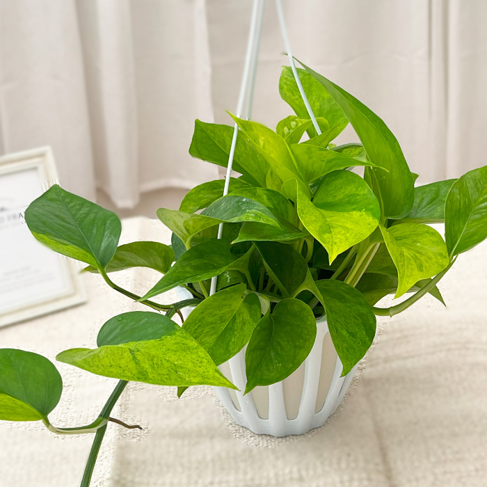 先行予約 P3倍】 観葉植物 ポトス テルノ No.006 カーニバル 5号鉢