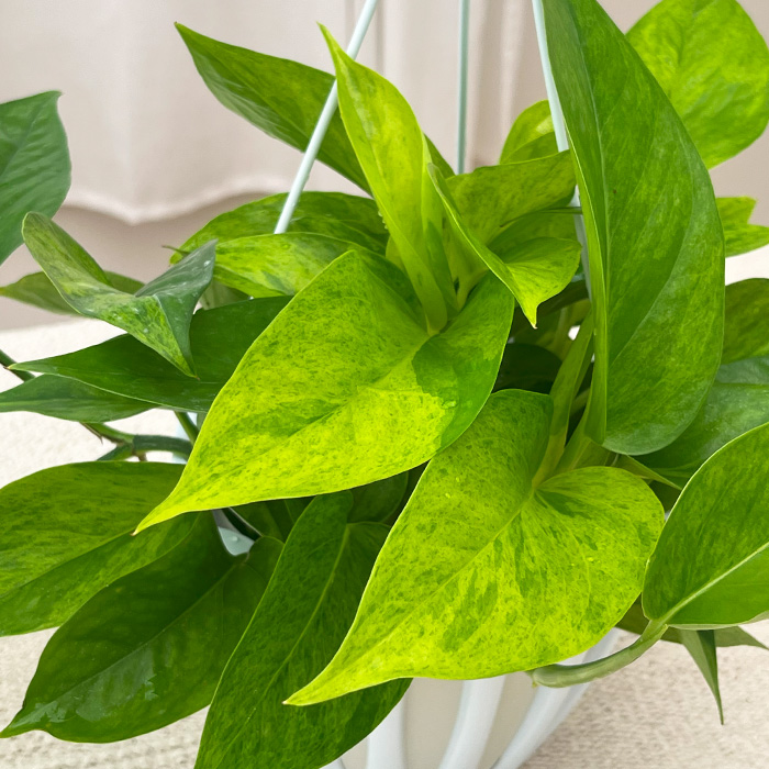 先行予約 P3倍】 観葉植物 ポトス テルノ No.006 カーニバル 5号鉢