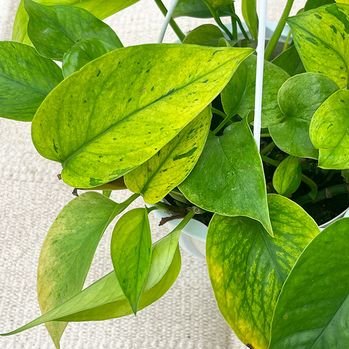 観葉植物 ポトス テルノ No.015 ヒミコ 5号鉢 吊り鉢 吊り下げ
