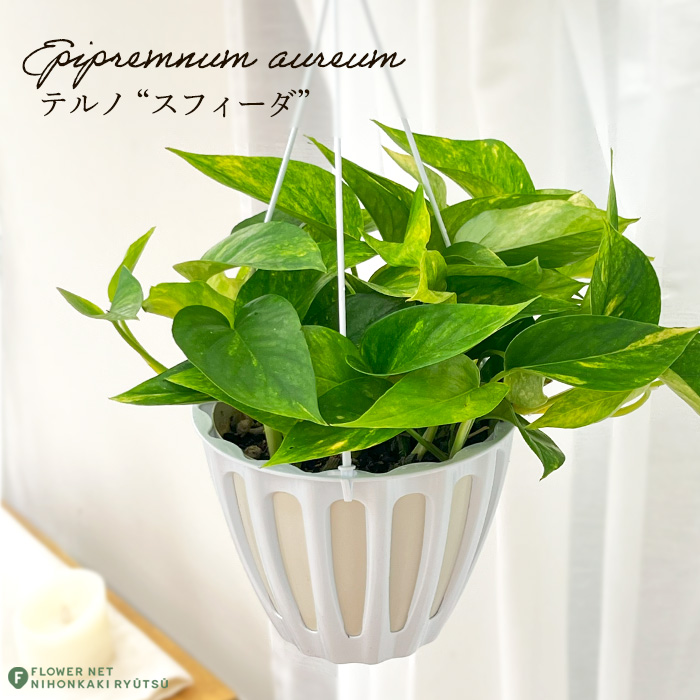 予約販売 観葉植物 ポトス テルノ No.016 スフィーダ 5号鉢 吊り鉢