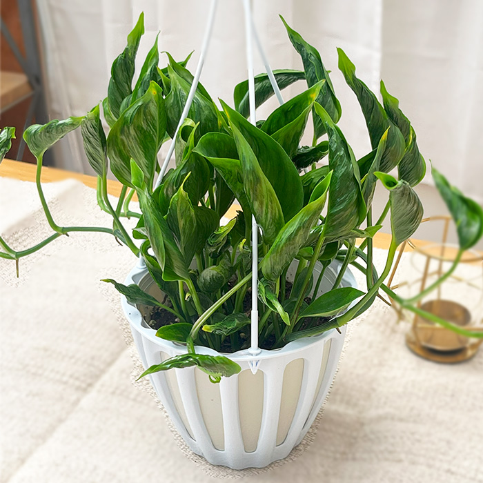 ポトス テルノ グレース no.20 5号 吊り鉢 送料込み】観葉植物 ポトス テルノグレース② 5号サイズ プラ