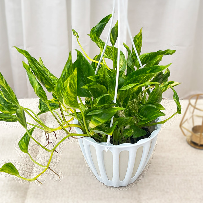 観葉植物 ポトス テルノ No.030 トラサン 5号鉢 吊り鉢 吊り下げ