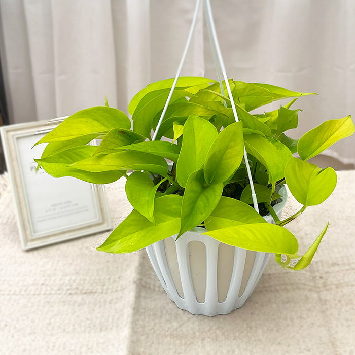 ☘観葉植物☘ポトス テルノわかくさ 5号 若草色 観葉植物 ポトス テルノ No.019 ワカクサ 5号鉢 吊り鉢 吊り下げ