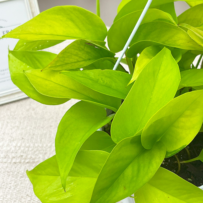 ☘観葉植物☘ポトス テルノわかくさ 5号 若草色 観葉植物 ポトス テルノ No.019 ワカクサ 5号鉢 吊り鉢 吊り下げ