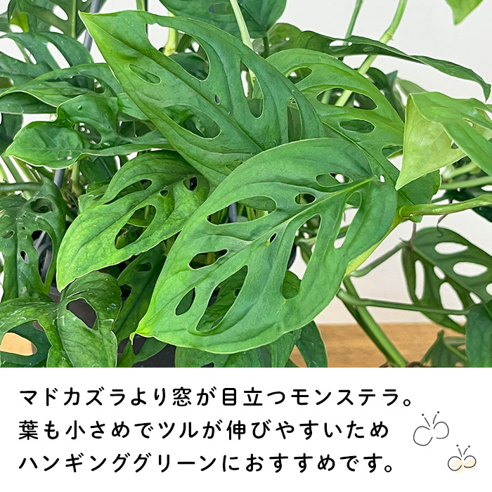 日本花キ流通 観葉植物 モンステラ オブリクアエクスピラータ 5号 吊り