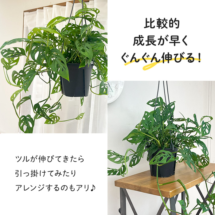 モンステラ 吊り下げ　お洒落　ハンキング　　ヒメモンステラ　観葉植物のある暮らし ヒメモンステラの成長とインテリア活用法🌿