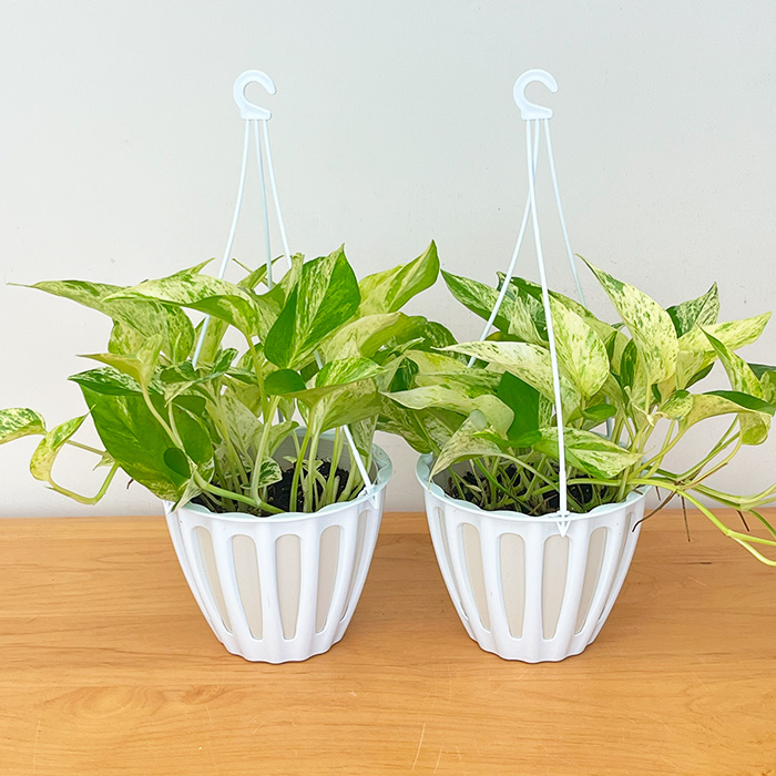 先行予約 P3倍】 観葉植物 ポトス テルノ No.026 キャスト 5号鉢 吊り