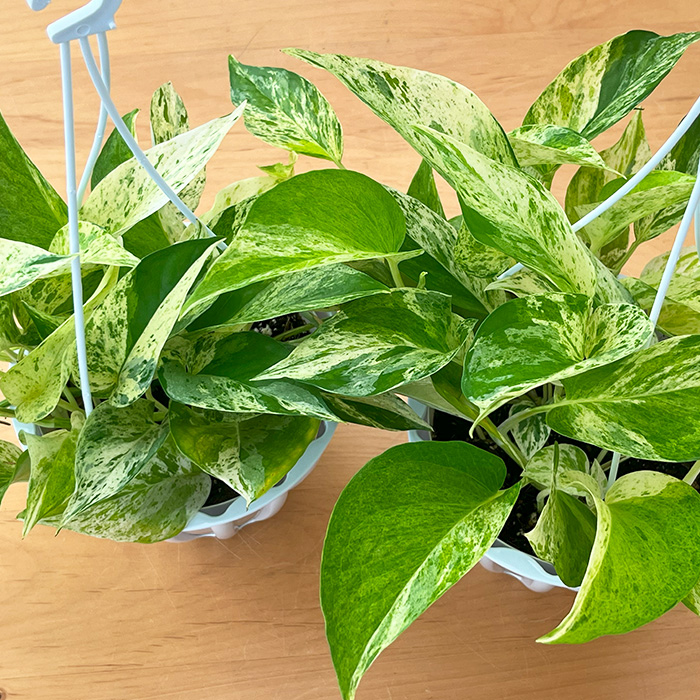 予約販売 観葉植物 ポトス テルノ No.026 キャスト 5号鉢 吊り鉢 吊り