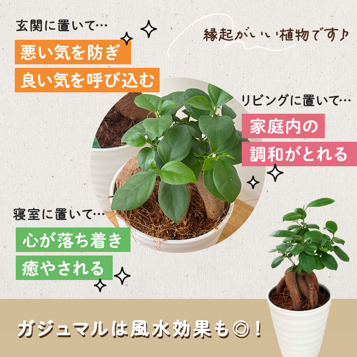 日本花キ流通 観葉植物 ガジュマル 4号鉢 観葉植物 小型 小さい 室内