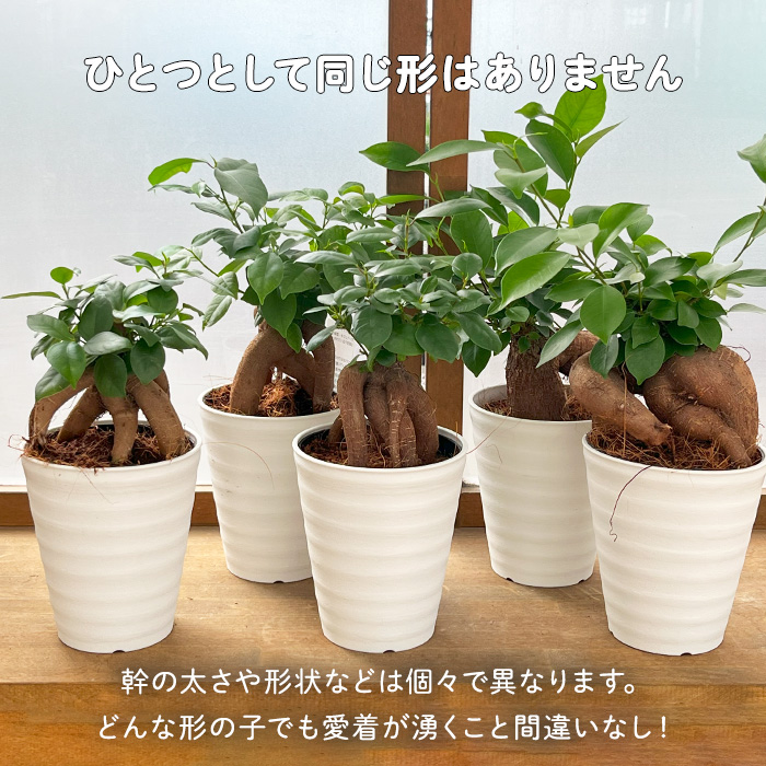 日本花キ流通 観葉植物 ガジュマル 4号鉢 観葉植物 小型 小さい 室内