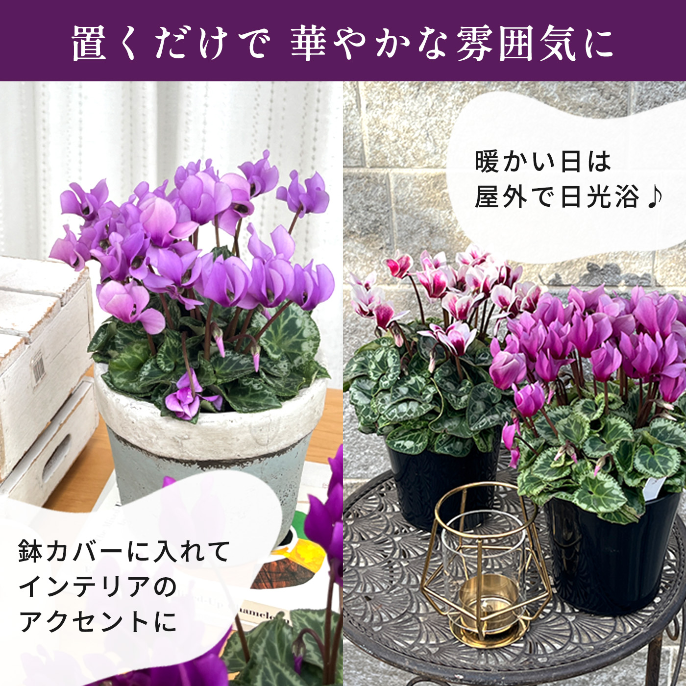 予約販売 大栄花園 選べるシクラメン 4号鉢 冬ギフト サムライ