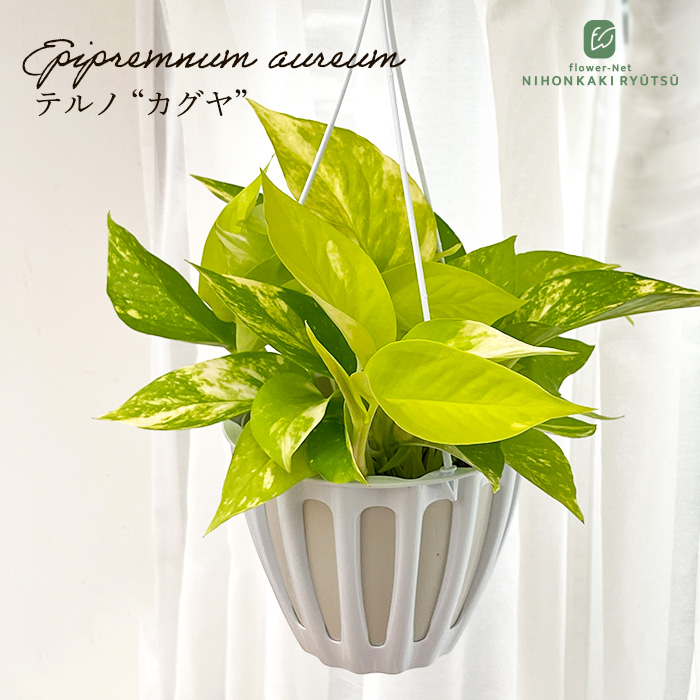 予約販売 観葉植物 ポトス テルノ No.021 カグヤ 5号鉢 吊り鉢 吊り