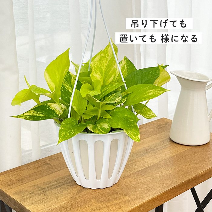 予約販売 観葉植物 ポトス テルノ No.021 カグヤ 5号鉢 吊り鉢 吊り