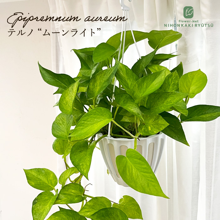 観葉植物 ポトス テルノ No.024 ムーンライト 5号鉢 吊り鉢 吊り下げ