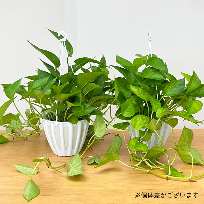 観葉植物 ポトス テルノ No.024 ムーンライト 5号鉢 吊り鉢 吊り下げ