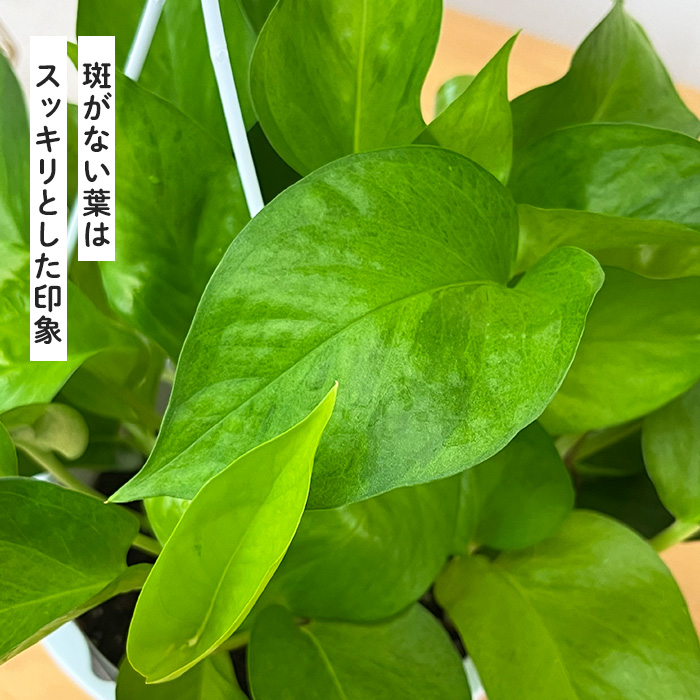 観葉植物 ポトス テルノ No.002 ビーナス 5号鉢 吊り鉢 吊り下げ