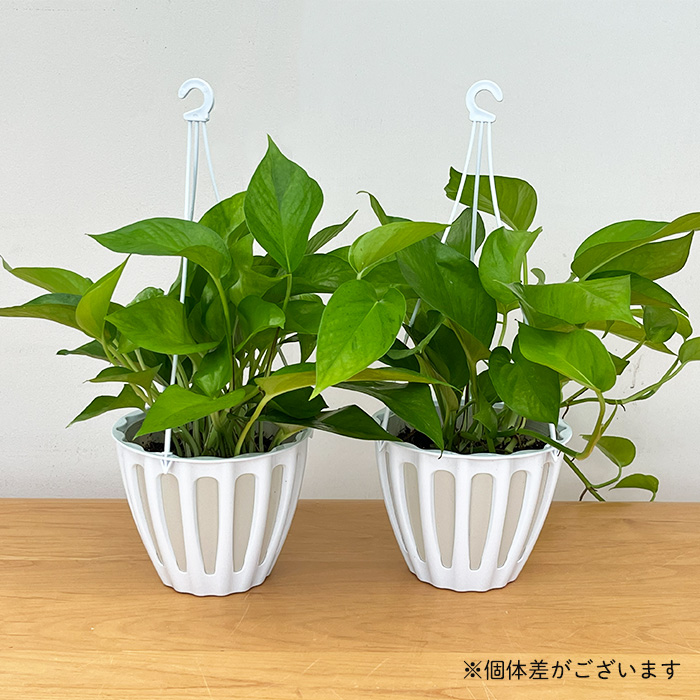 予約販売 観葉植物 ポトス テルノ No.002 ビーナス 5号鉢 吊り鉢 吊り