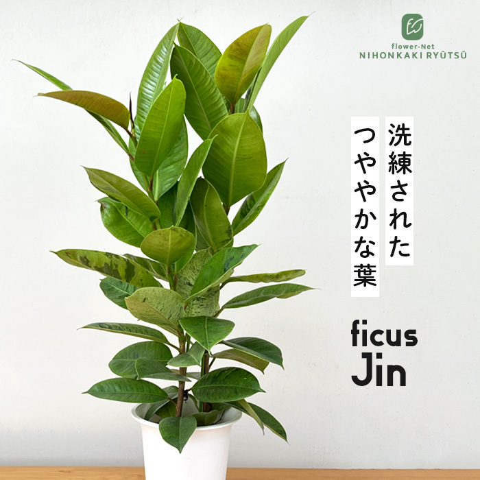 日本花キ流通 観葉植物 フィカス ジン ゴムの木 6号鉢 送料無料 観葉