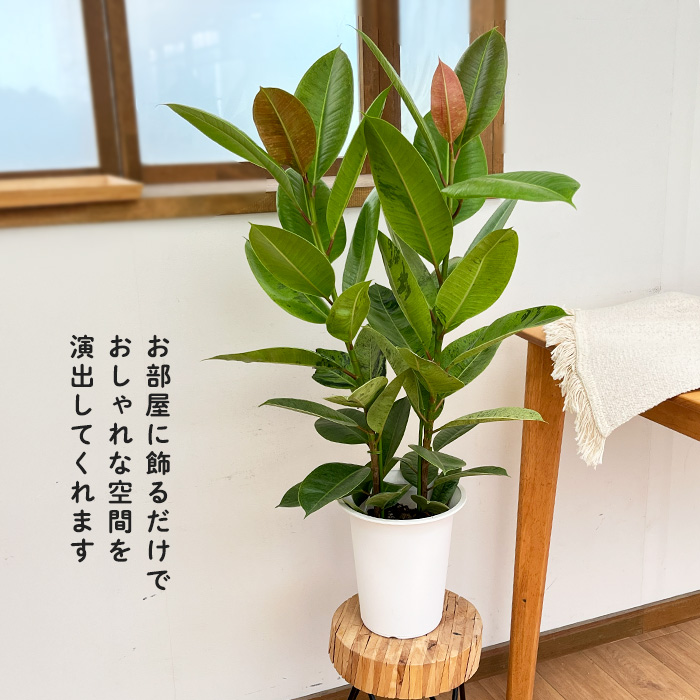 日本花キ流通 観葉植物 フィカス ジン ゴムの木 6号鉢 送料無料 観葉
