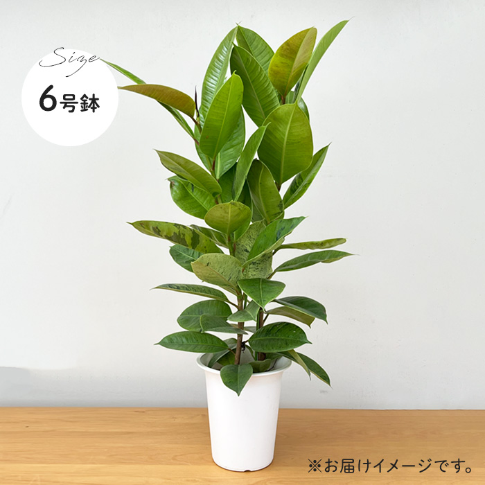 日本花キ流通 観葉植物 フィカス ジン ゴムの木 6号鉢 送料無料 観葉