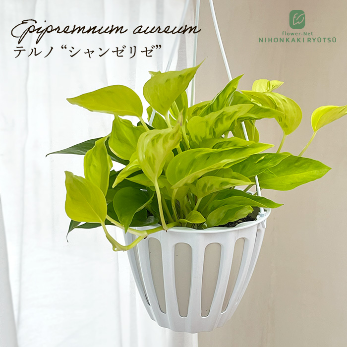 観葉植物 ポトス テルノ No.009 シャンゼリゼ 5号鉢 吊り鉢 吊り下げ