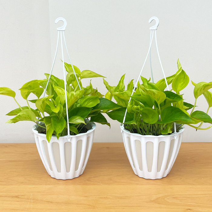 観葉植物 ポトス テルノ No.009 シャンゼリゼ 5号鉢 吊り鉢 吊り下げ