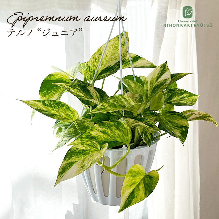 先行予約 P3倍】 観葉植物 ポトス テルノ No.008 ジュニア 5号鉢 吊り