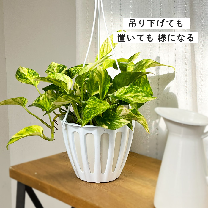 観葉植物 ポトス テルノ No.008 ジュニア 5号鉢 吊り鉢 吊り下げ