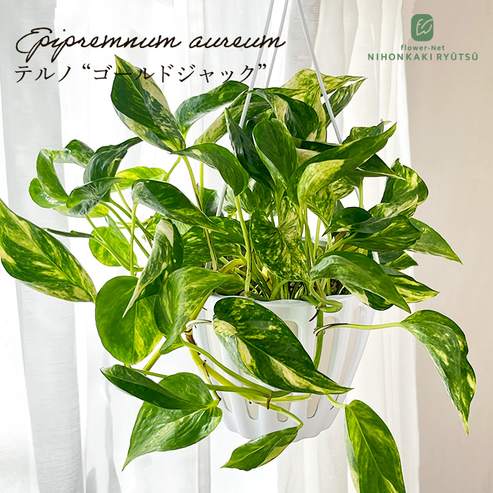 観葉植物 ポトス テルノ No.029 ゴールドジャック 5号鉢 吊り鉢 吊り